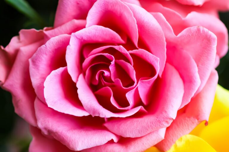 Beautiful bright pink rose flowers.